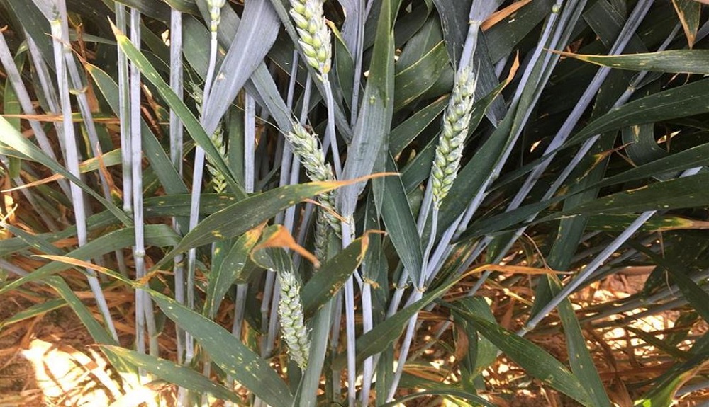 Septoria tritici symptoms on wheat at an RL trial site (treated, disease rating '6')
